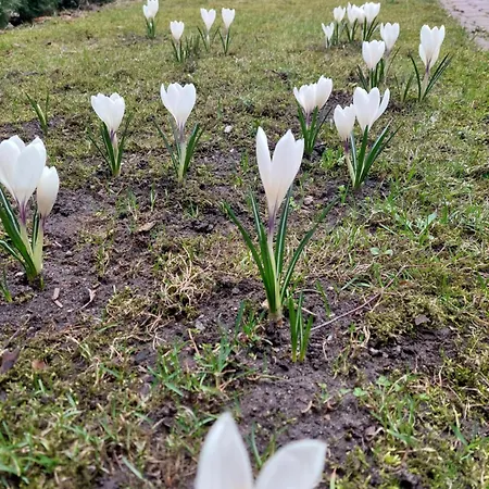 Goscinne Brzozowa 14 *