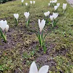 Goscinne Brzozowa 14 *